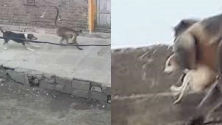 monkeys killed 250 dogs : பழி வாங்கும் குரங்குகள்