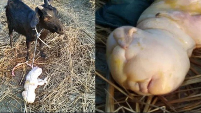 Goat Gives Birth to Human-Like Baby : மனித வடிவில் பிறந்த ஆட்டுக்குட்டி !