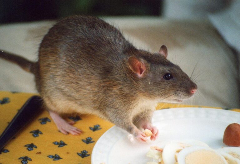 rat eyes on food : உண்ணும் உணவில் எலியின் கண்கள்