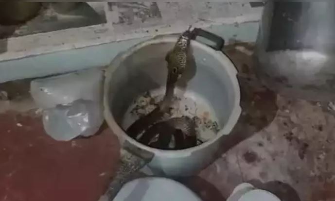 snake inside cooker