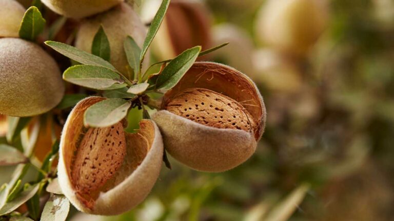 almonds to skin and health : தோல் மற்றும் ஆரோக்கியத்திற்கு பாதாம்