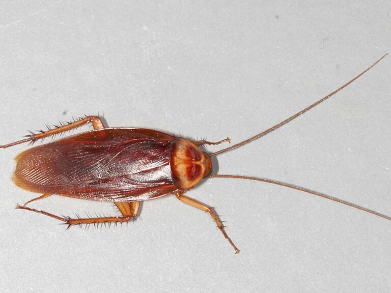 cockroach in briyani