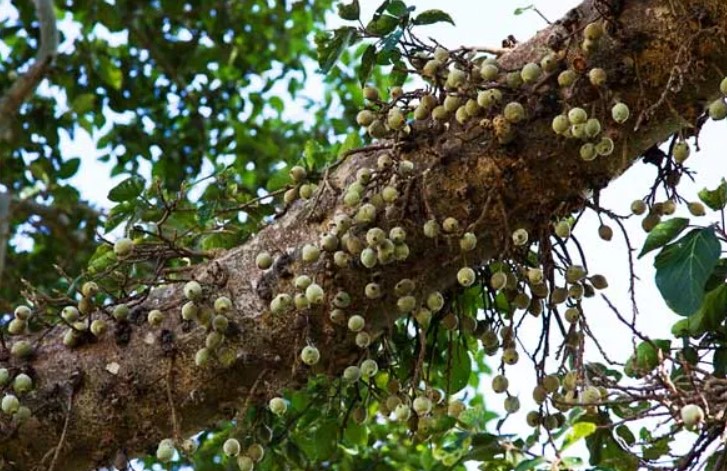 Fig tree: மருத்துவ குணங்கள் நிறைந்த அத்தி மரம்