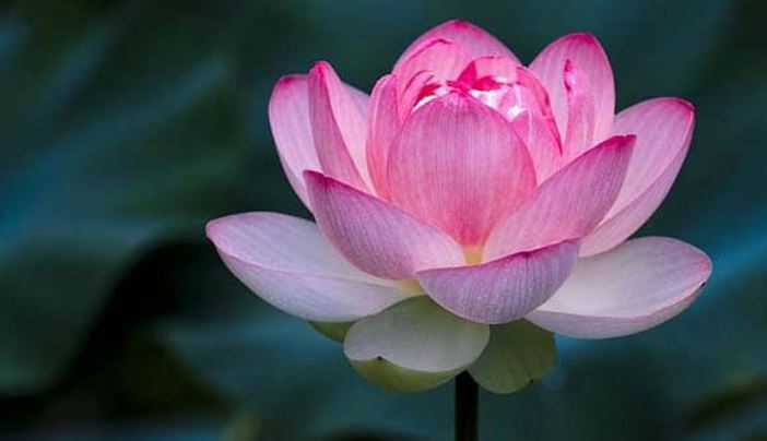lotus-flower