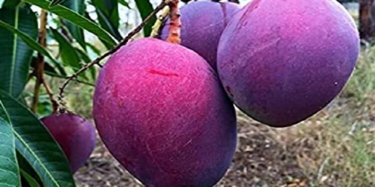 National Mango Day: இந்தியாவில் விளையும் உலகின் விலை உயர்ந்த மாம்பழம் எது தெரியுமா? விலையைக் கேட்டால் ஆச்சரியப்படுவது உறுதி
