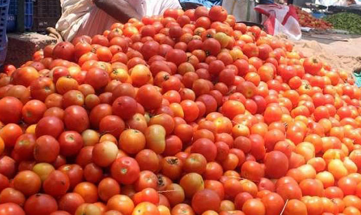 Tomatoes price fallen: தேனியில் தக்காளி விலை கடும் வீழ்ச்சி; விவசாயிகள் பாதிப்பு