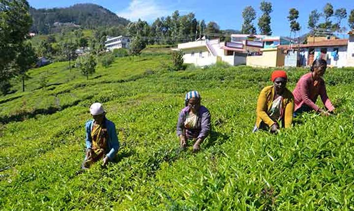 Rs.29.38 crores to Govt Tea Estate employees: அரசு தேயிலை தோட்டக் கழக ஊழியர்களுக்கு ரூ.29.38 கோடி ஒதுக்கீடு