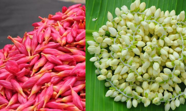 Export Madurai malli and Traditional Flowers to Muscat: மதுரை மல்லி உள்ளிட்ட பாரம்பரிய மலர்கள் மஸ்கட் நகருக்கு இன்று ஏற்றுமதி