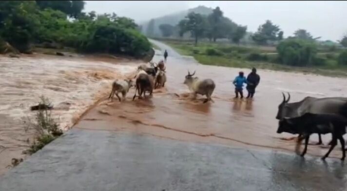 5 cows are stuck in flood: ஈரோடு  அருகே வெள்ளத்தில் சிக்கி 5 மாடுகள் தத்தளிப்பு