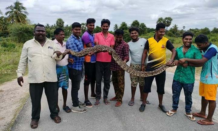 Rescue of 10 feet python: கிருஷ்ணகிரி அருகே விளை நிலத்தில் 10 அடி மலைப்பாம்பு மீட்பு