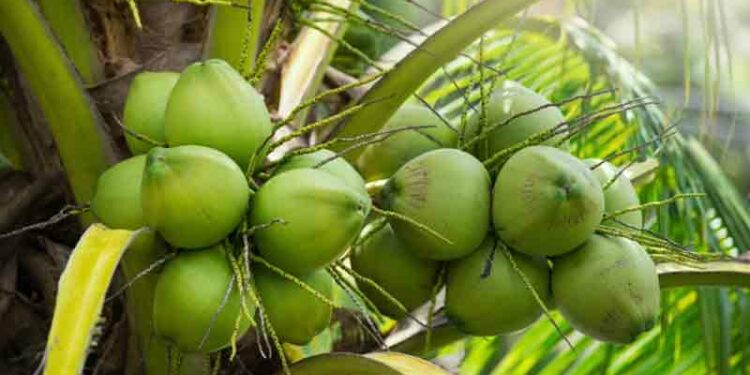 World Coconut Day 2022 : இன்று உலக தேங்காய் தினம்: தேங்காயில் செய்ய வேண்டிய சுவையான பலகாரங்கள்