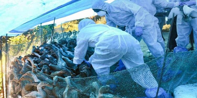 Bird flu outbreak confirmed : கேரளாவின் பல்வேறு பகுதிகளில் பறவைக் காய்ச்சல் பாதிப்பு உறுதி: 20 ஆயிரத்துக்கும் மேற்பட்ட பறவைகள் உயிரிழந்துள்ளன