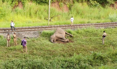 Elephant hit by train and killed: ரயிலில் அடிபட்டு உயிரிழக்கும் யானைகள்.. நிரந்தர தீர்வுகாண வேண்டுகோள்