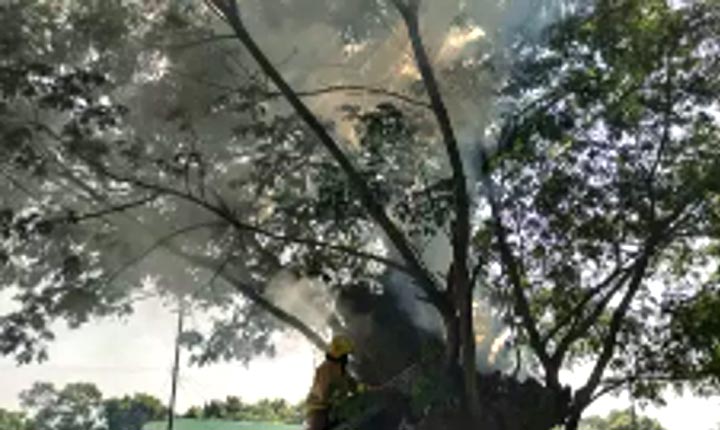 150-year-old tree that caught fire: தீப்பிடித்து எரிந்த 150 ஆண்டுகால மரம்; செஞ்சி அருகே பரபரப்பு