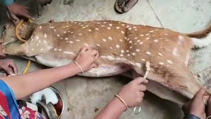 Deer bitten by a dog: நாய் கடித்து உயிருக்கு போராடிய மான்; சிகிச்சை அளித்த பொதுமக்கள்
