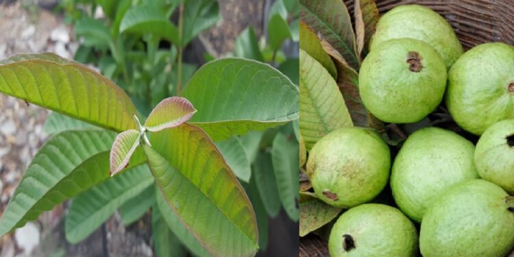 Guava leaf : கொய்யா செடியின் இலை சர்க்கரை நோய்க்கு அருமையான மருந்து