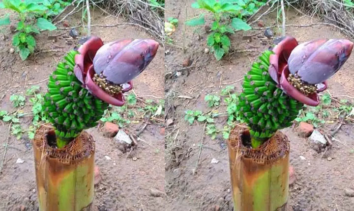 Miracle of sprouting a cut banana tree: வெட்டிய வாழை மரத்தில் குலை தள்ளிய அதிசயம்