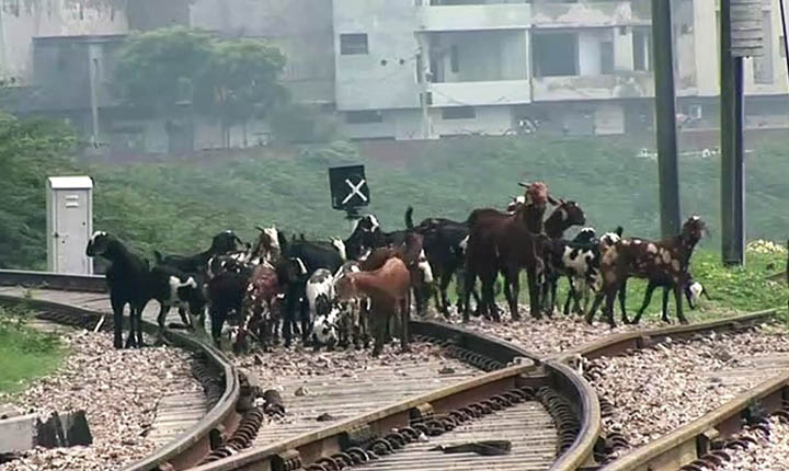 Rs 6,000 fine for cows interfere railway tracks: ரயில் பாதைகளில் ஆடு, மாடுகள் குறுக்கிட்டால் ரூ.6 ஆயிரம் அபராதம்: ரயில்வே அதிகாரிகள் எச்சரிக்கை