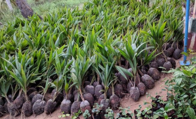Funding for coconut saplings: தென்னங்கன்றுகளை நடுவதற்கு 25% மானியத்துடன் நிதியுதவி