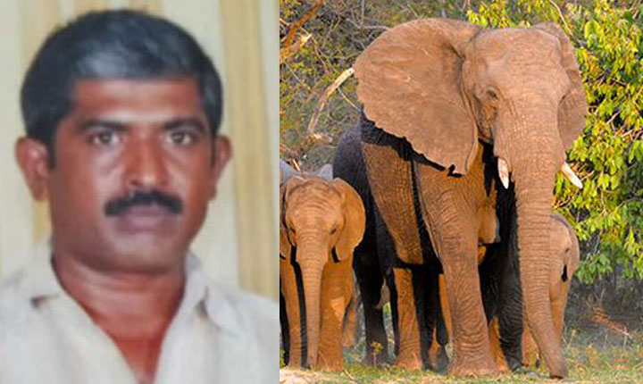 Wild elephant attacked Farmer: ஈரோடுஅருகே காட்டு யானை தாக்கி விவசாயி பரிதாப பலி