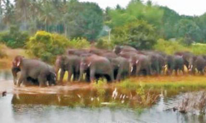 60 elephants camp near Hosur: ஓசூர் அருகே 60க்கும் மேற்பட்ட யானைகள் முகாம்