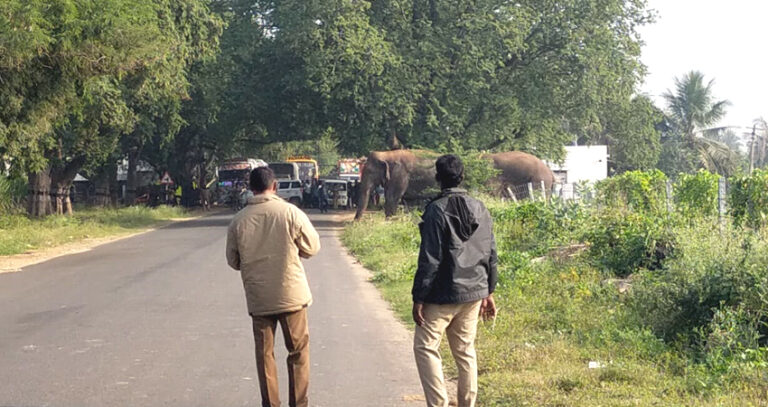 2 Wild Elephants Roaming Around: கூரம்பட்டி, பள்ளிப்பட்டி, பாப்பாரப்பட்டி பகுதியில் சுற்றி திரியும் 2 காட்டு யானைகள்