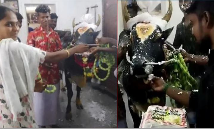 Jallikattu bull birthday: ஜல்லிக்கட்டு காளைக்கு கேக் வெட்டி கொண்டாட்டம்: இணையத்தில் வைரல்