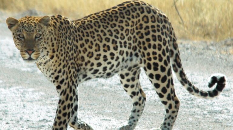 Leopard bites animals: நாமக்கல் அருகே விலங்குகளை கடித்து சிறுத்தை அட்டகாசம்