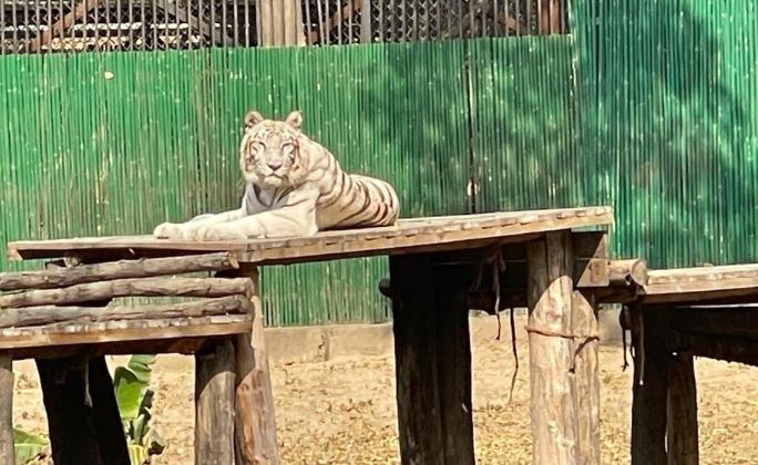 White Tigress is no more: இந்தியாவின் பிரபலமான ‘வீணா ராணி’ வெள்ளைப் புலி உயிரிழப்பு